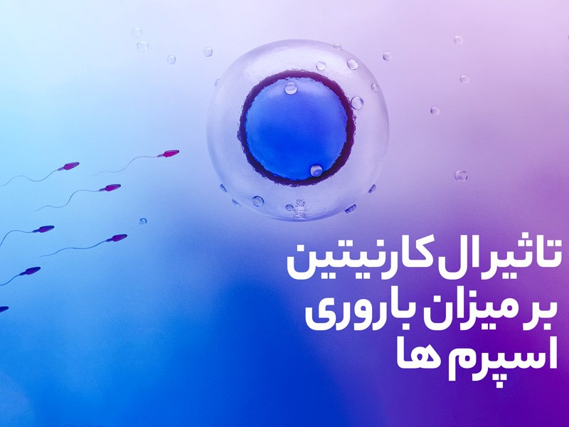 تاثیر ال کارنیتین بر میزان باروری اسپرم ها